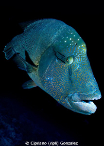 Napoleon wrasse at Brothers by Cipriano (ripli) Gonzalez 